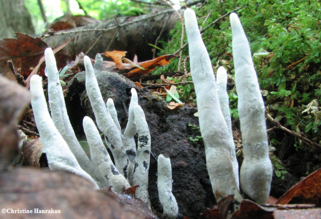 Fungi