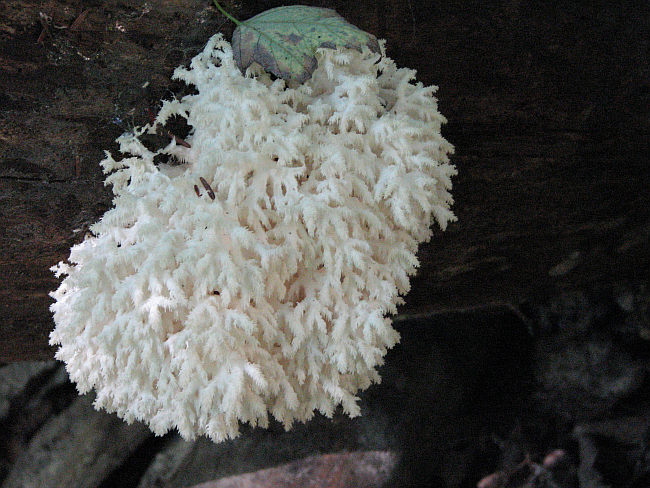 Possibly Hericium, a Tooth fung