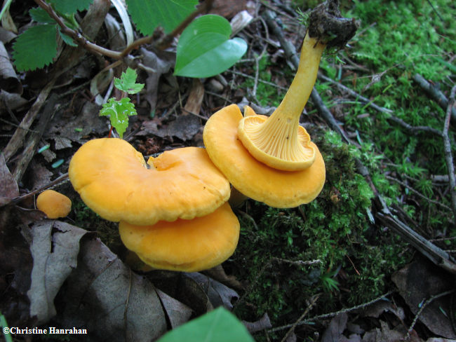Mushroom