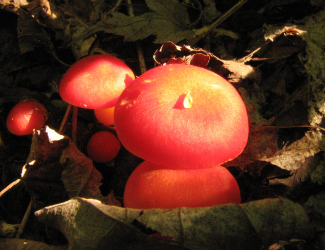 Mushroom