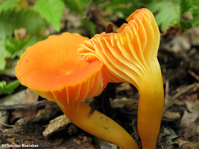 Possibly a Hygrocybe sp.