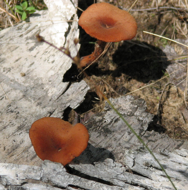 Mushroom