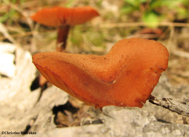 Mushroom