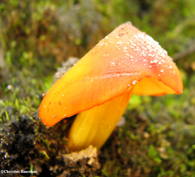 Mushroom