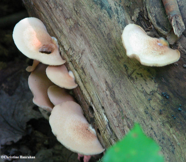 Mushrooms