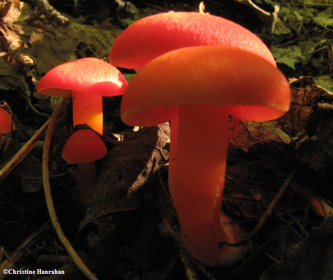 Mushroom