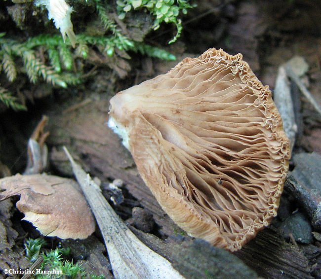 Mushroom, underside