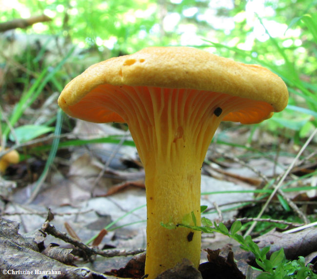 Mushroom