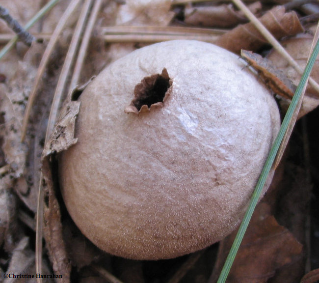  Puffball  (Lycoperdon sp.)