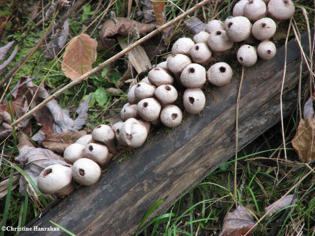  Puffballs (Lycoperdon  sp.)