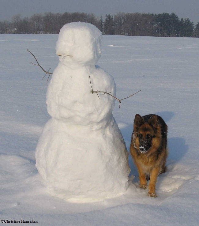 The snowman is much safer than the snowdog!