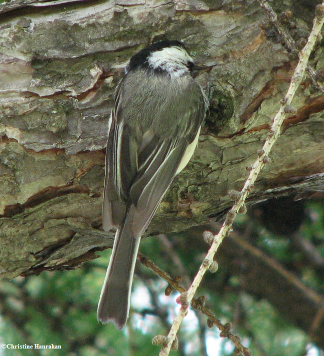 Black-capped chickadee