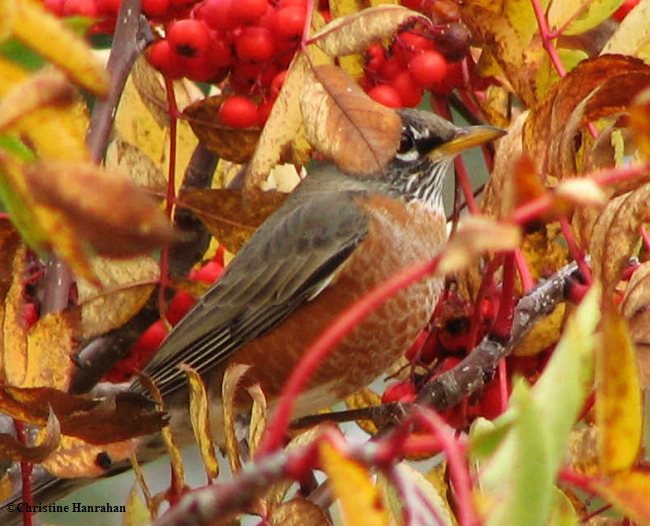 Robin in autumn