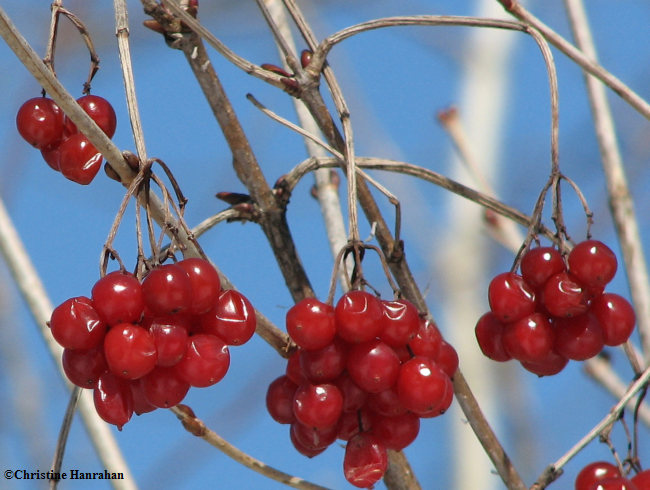 Highbush cranberry Viburnum trilobum