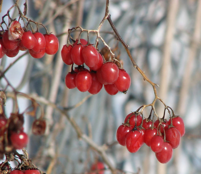 Solanum dulcamara