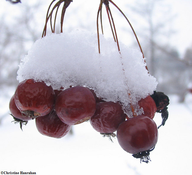 Crabapple