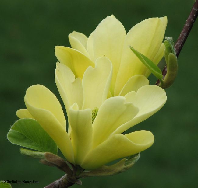 Magnolia