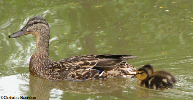 Mallard and young