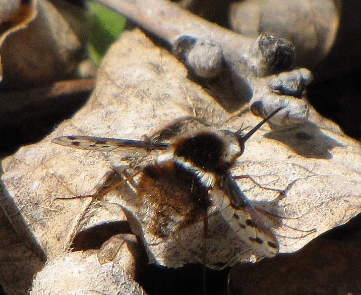 Bee fly (Bombylius pygmaeus)