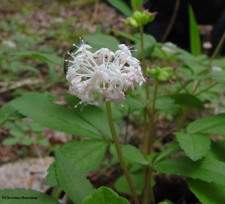 Dwarf ginseng  (Panax trifolius)