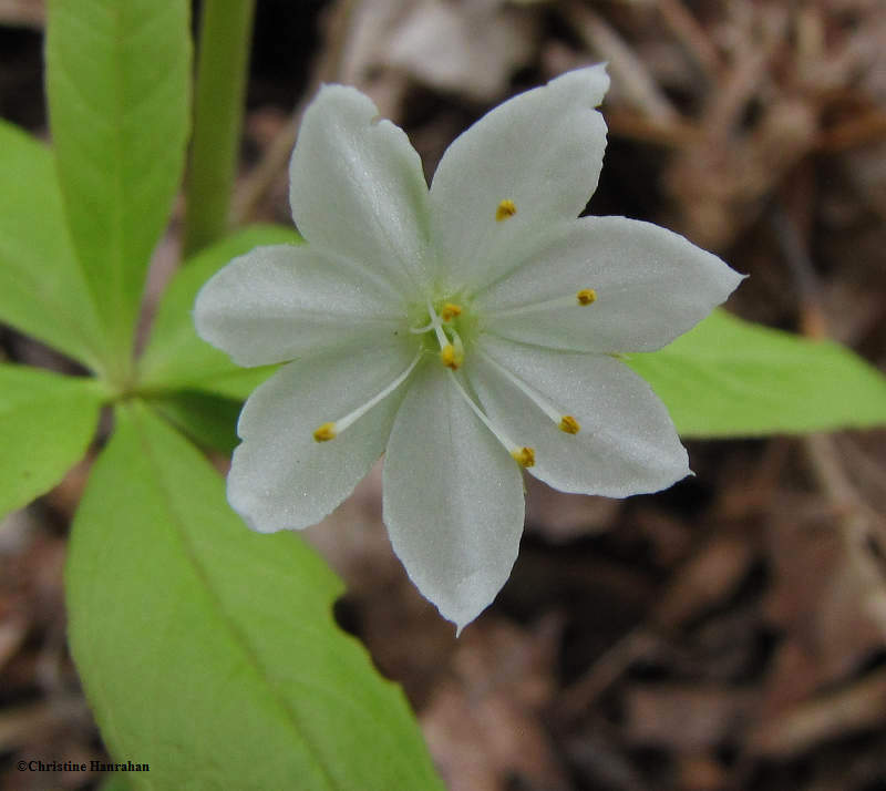 Starflower  (Trientalis borealis)
