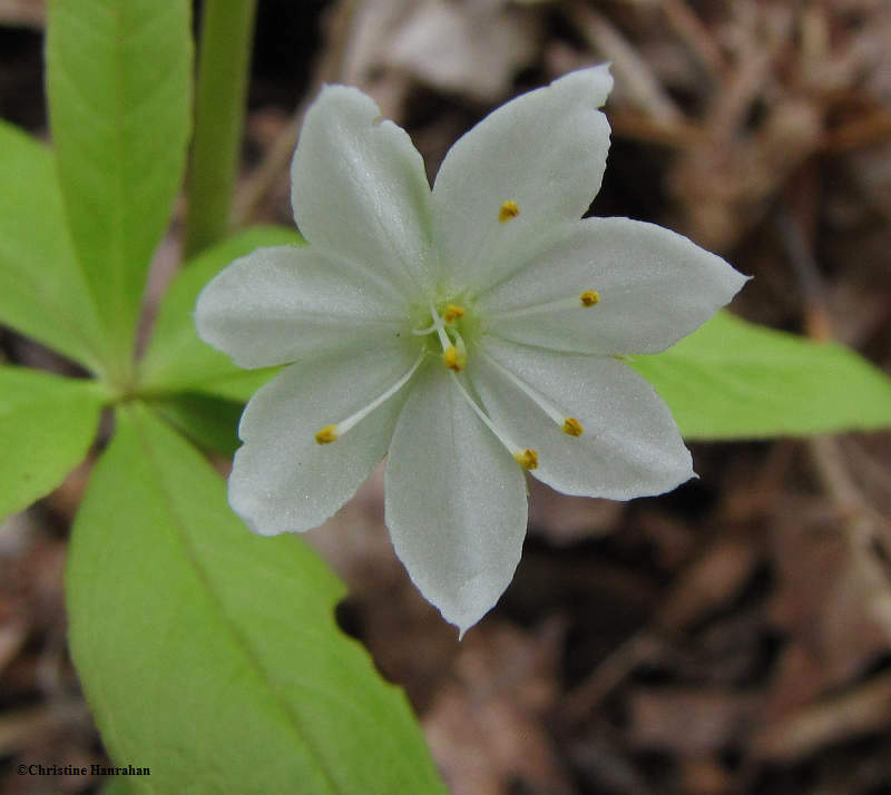 Starflower (Trientalis borealis)