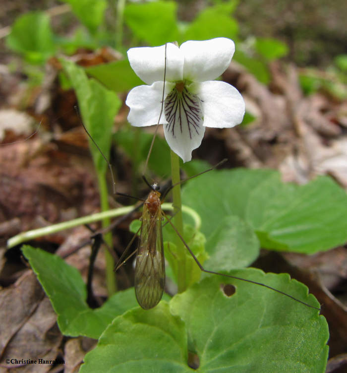 Cranefly on violet