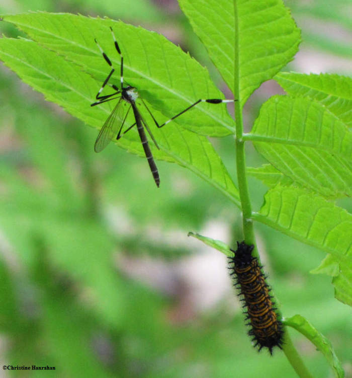 Phantom cranefly (Bittacomorpha clavipes) and Harris' Checkerspot caterpillar (Chlosyne harrisii)