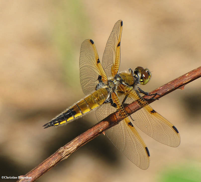 Four-spotted skimmer  (Libellula quadrimaculata)