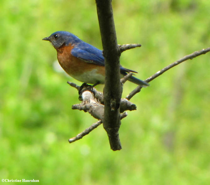 Eastern bluebird, male