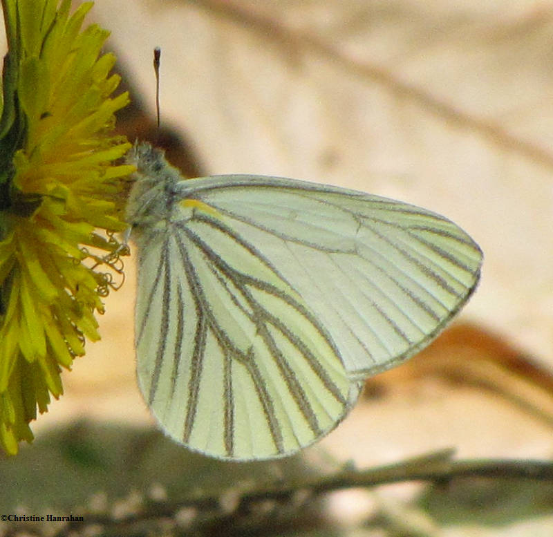 Mustard white (Pieris  oleracea)