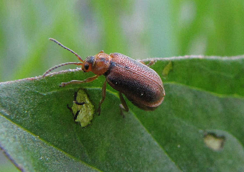 Purple loosestrife leaf beetle (Galerucella calmariensis)