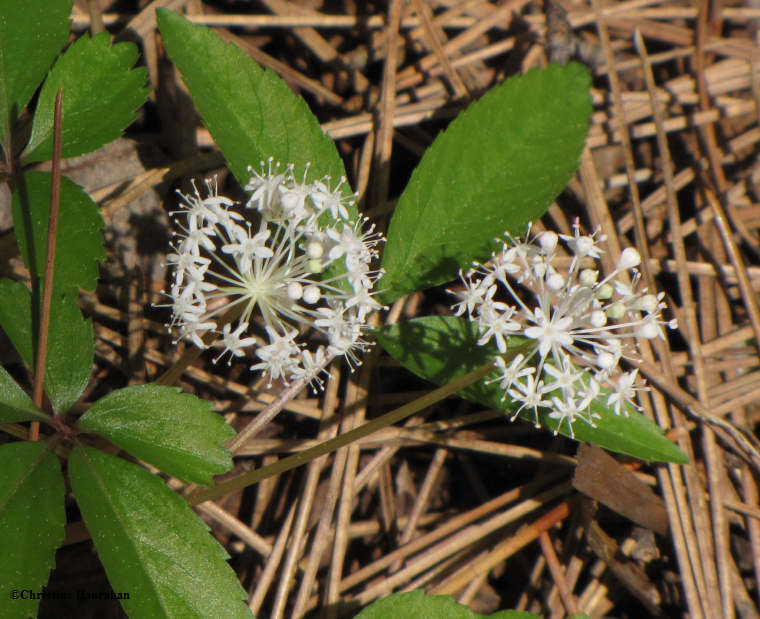 Dwarf ginseng (Panax trifolius)
