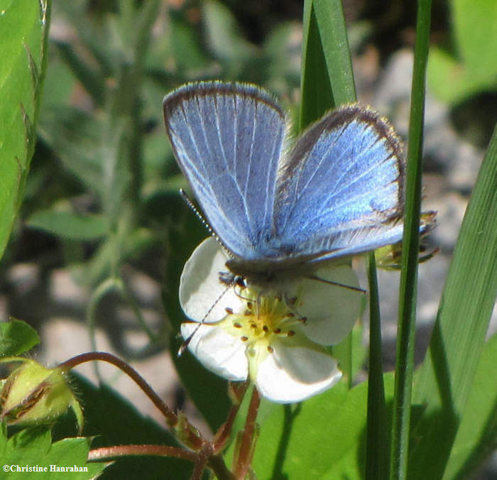 Silvery blue (Glaucopsyche lygdamus), male, on wild strawberry