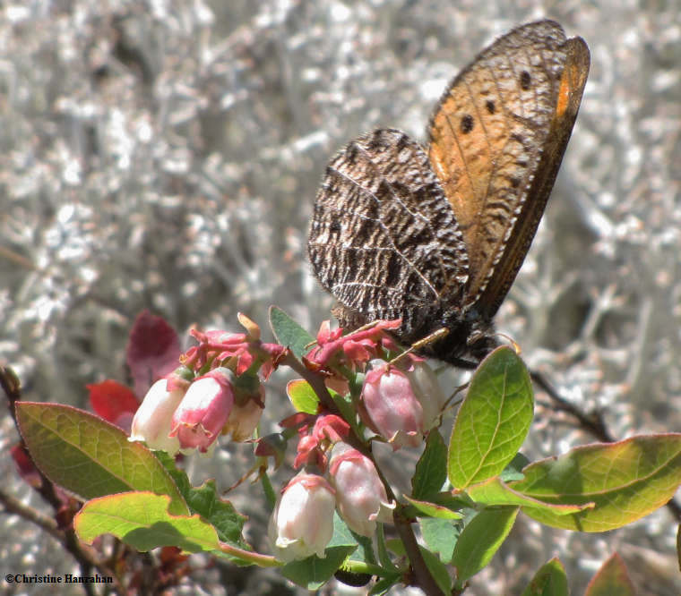 Chryxus arctic (Oeneis chryxus) on blueberry