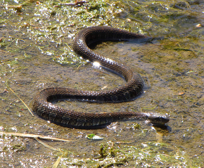 Northern water snake  (Nerodia sipedon)