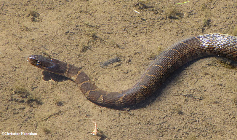 Northern water snake  (Nerodia sipedon)