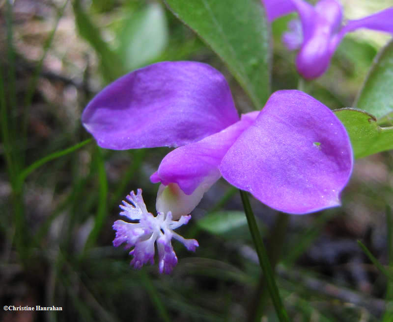 Fringed polygala (Polygaloides paucifolia)