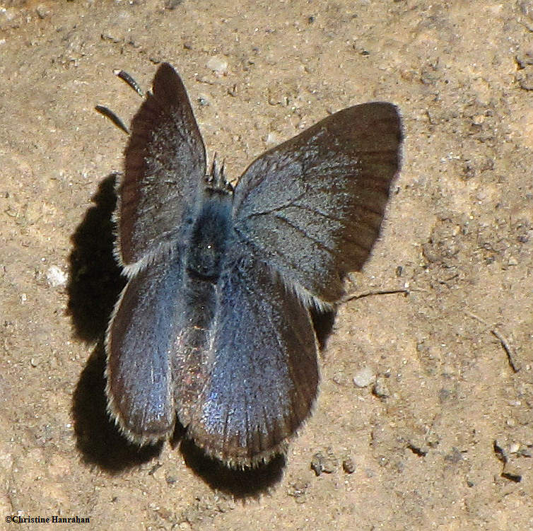 Silvery blue  (Glaucopsyche lygdamus) female