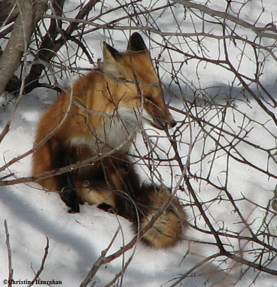 Red fox   (Vulpes vulpes)