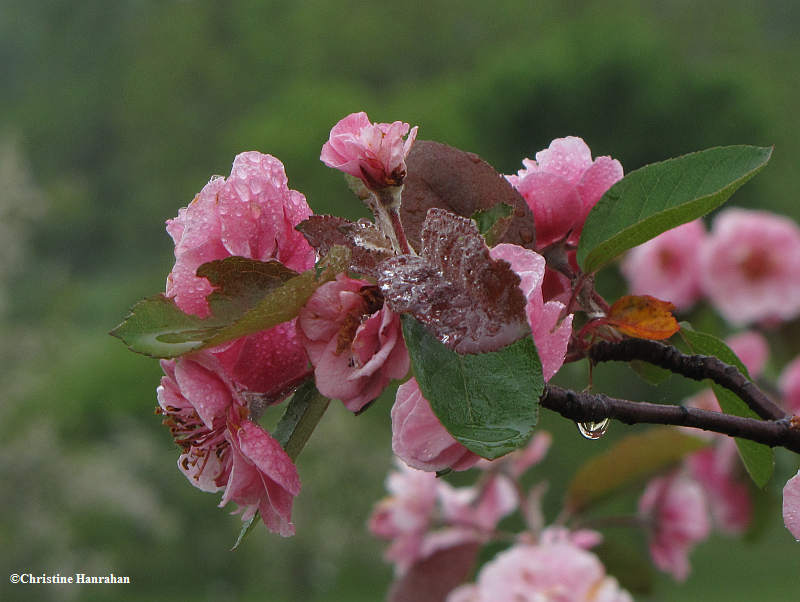 Crabapples