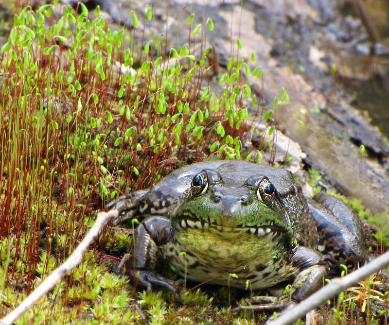 Green frog (Rana clamitans)