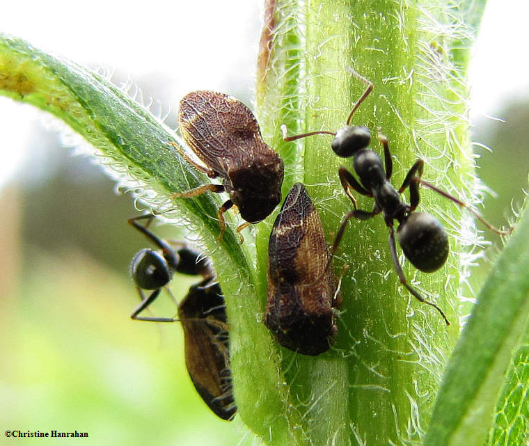 Treehoppers (Publilia) being tended by ants