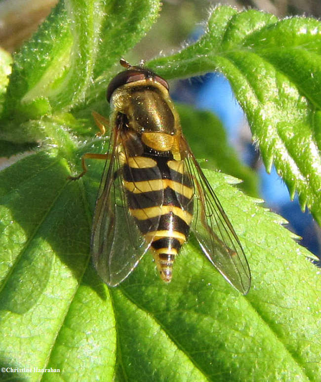 Hoverfly (Syrphus sp.), female