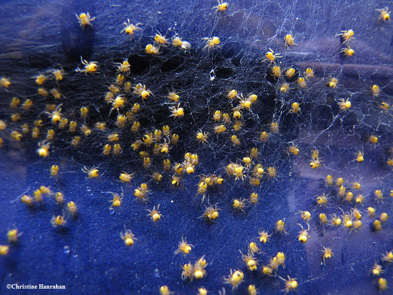 A cluster of spiderlings, probably Garden cross orb weavers