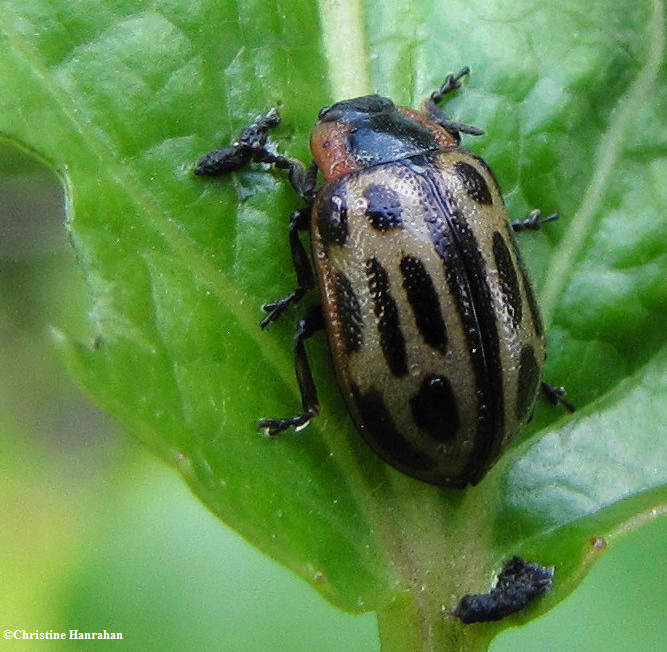 Cottonwood leaf beetle (Chrysomela scripta)