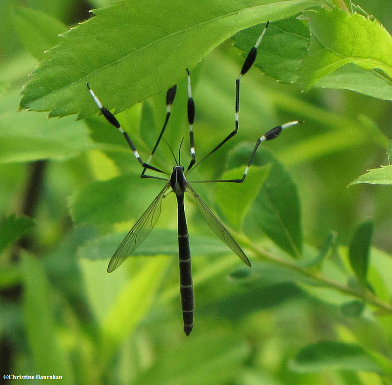 Phantom Cranefly (<em>Bittacomorpha</em> sp.)