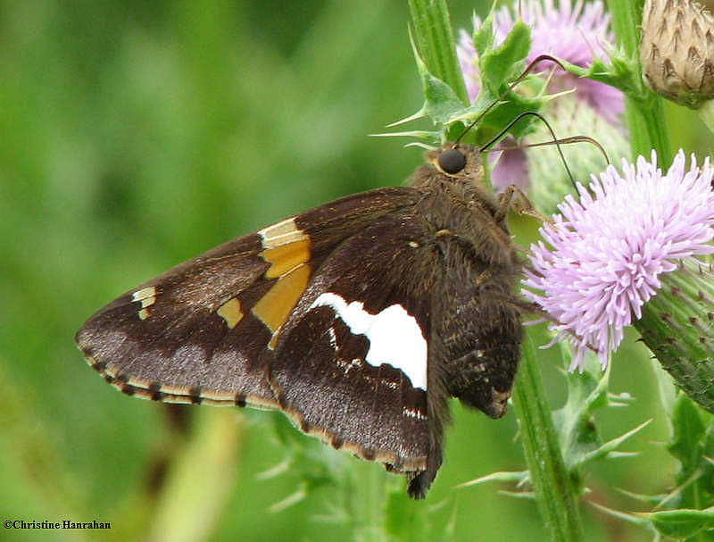 Silver-spotted skipper (Epargyreus clarus) on Canada thistle