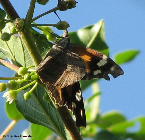 American snout  (Libytheana bachmanii), on glossy buckthorn