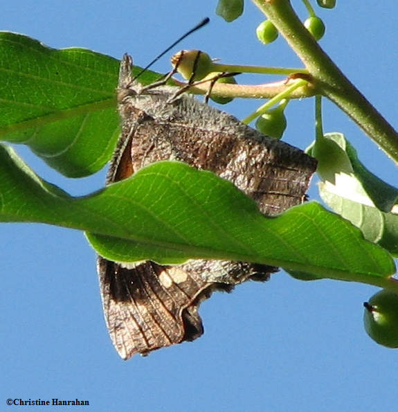 American snout  (Libytheana bachmanii)